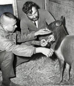 Dr. Lee Simmons and Ulie Seal with Jentinks Duiker drawing blood