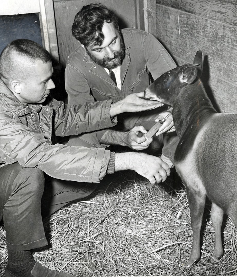 Dr. Lee Simmons and Ulie Seal with Jentinks Duiker drawing blood