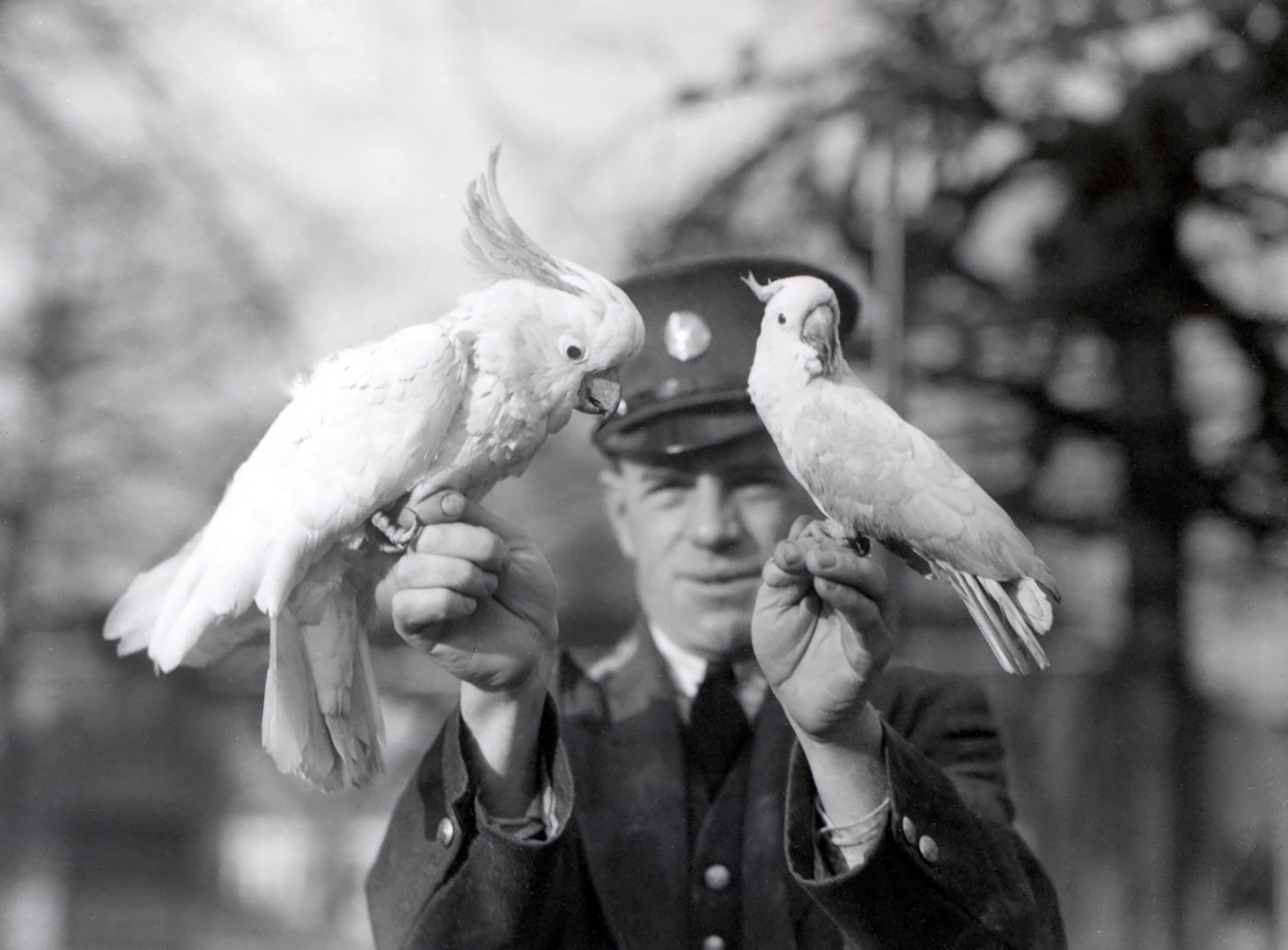 1934 cockatoo
