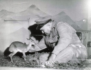 Bill Huizinga w/ baby deer