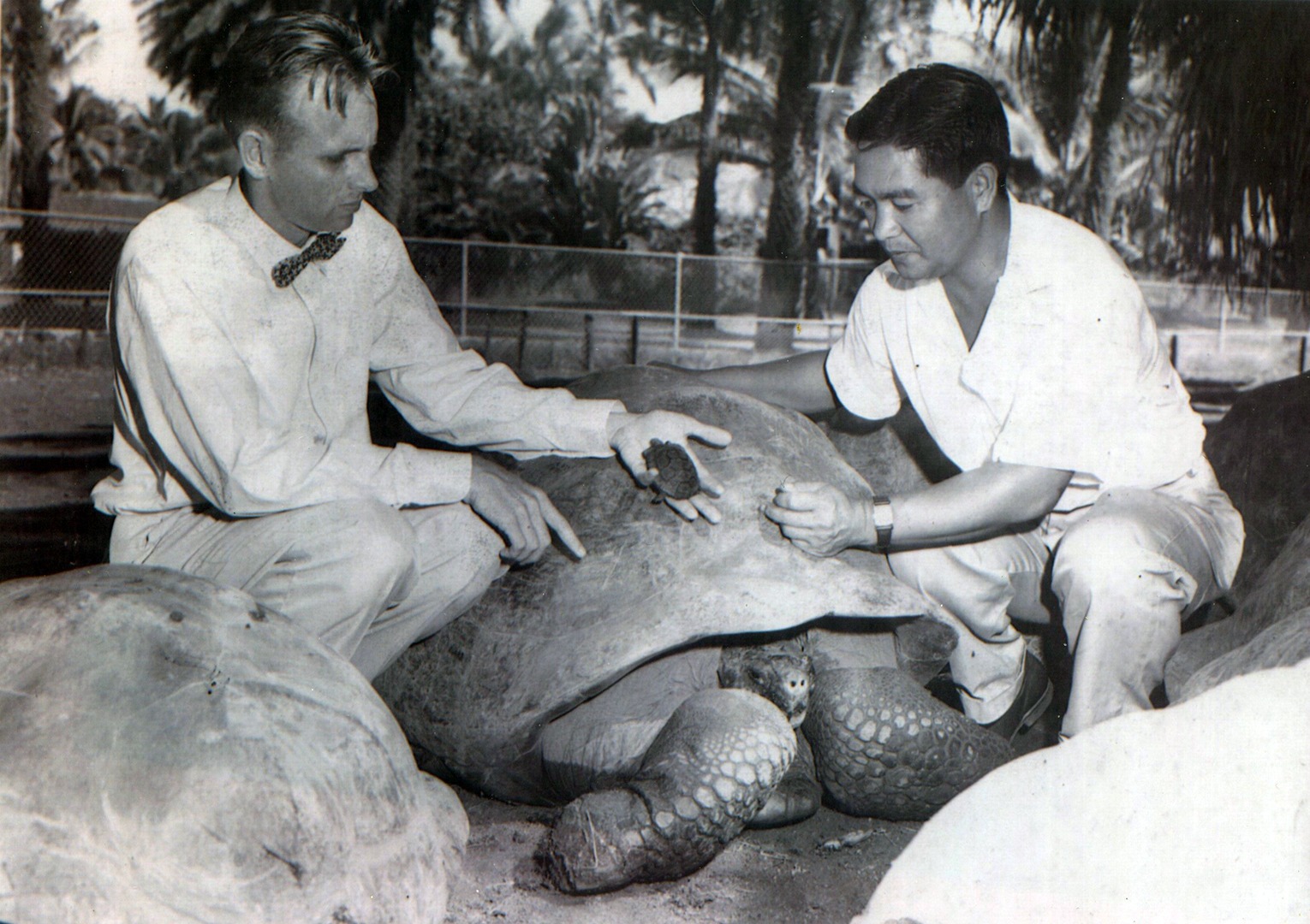 Paul Breese with Supervisor Robert Segawa with newly hatched Galapagos tortoise, 1954
