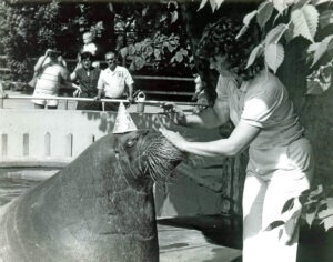Brookfield Zoo Walrus