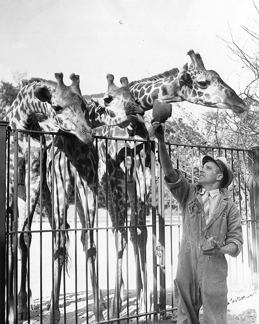Brookfield Zoo Giraffes