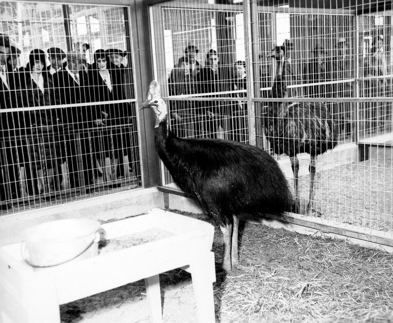Cassowary 1930's