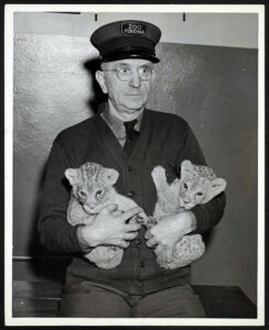 Zoo foreman Richard Auer with lion cubs, 1941