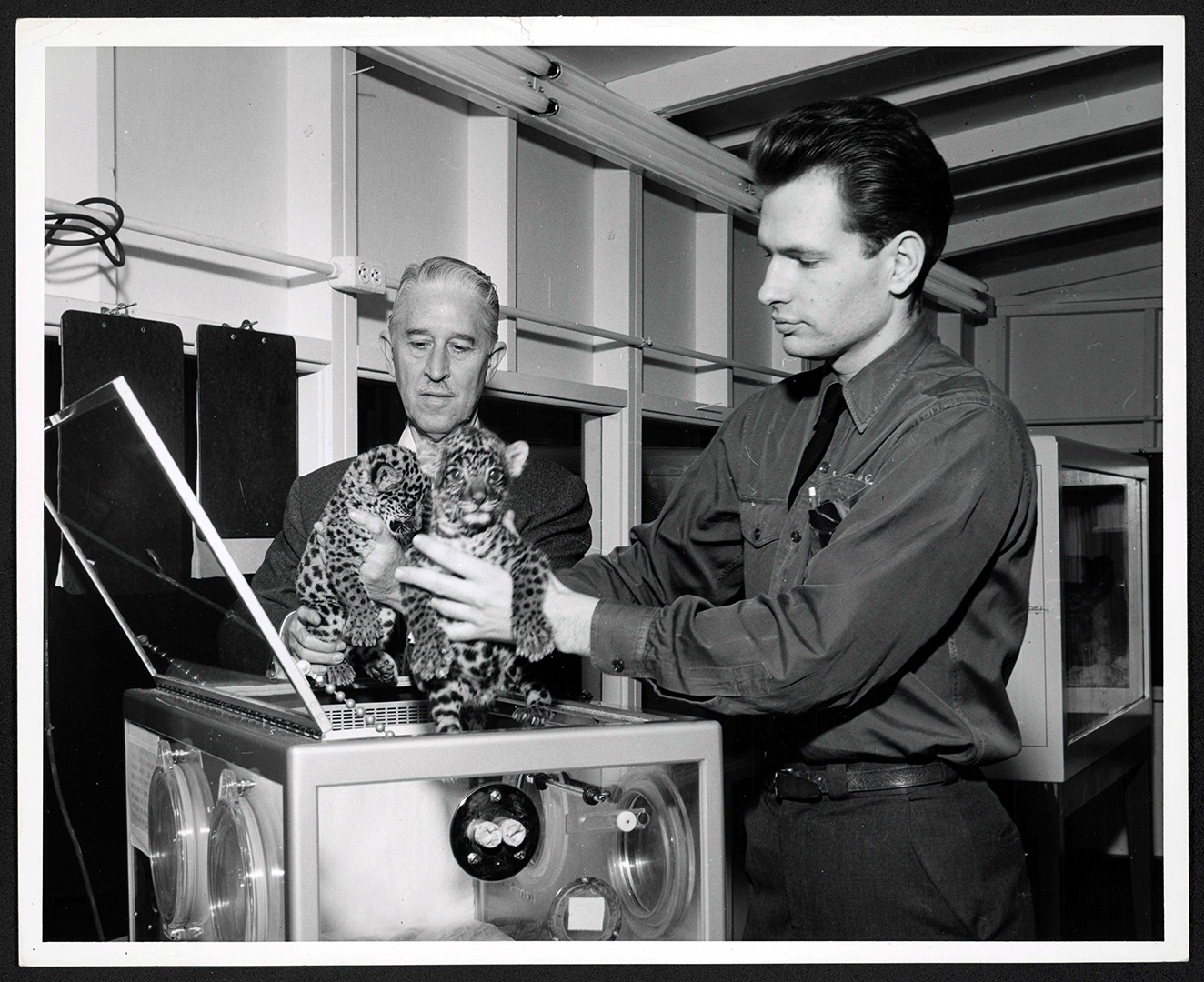 Marlin Perkins & Zoologist Rodman Tedrick with jaguar cubs