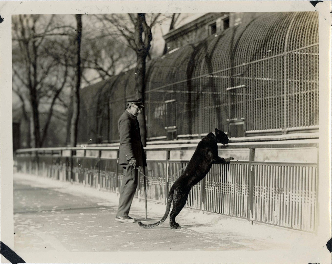 Animal keeper Henry Hunterman with leopard, 1930