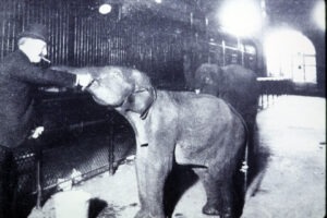 Zoo director Cy DeVry with elephants Prince & Princess, 1903