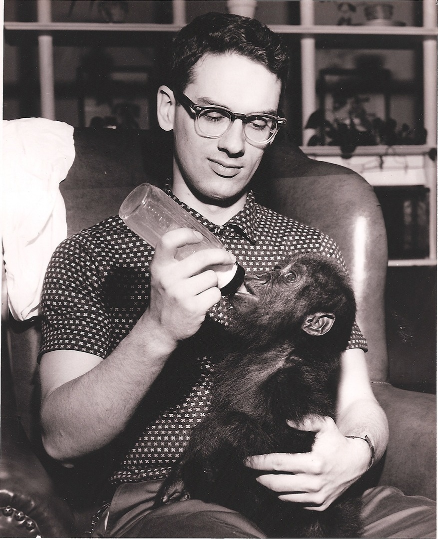 Zoologist Don Nickon feeding a lowland gorilla