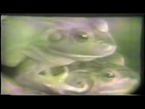 Episodes of Zoo Parade from 1952 slide 29