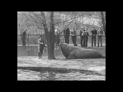 St. Louis Zoo slide 2