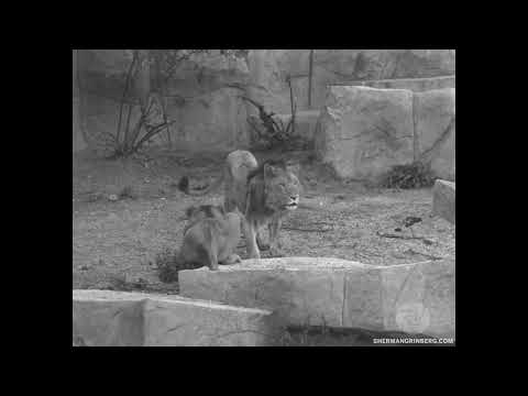 Brookfield Zoo slide 3