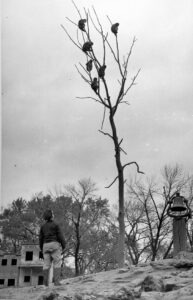 Monkey Island Round-up