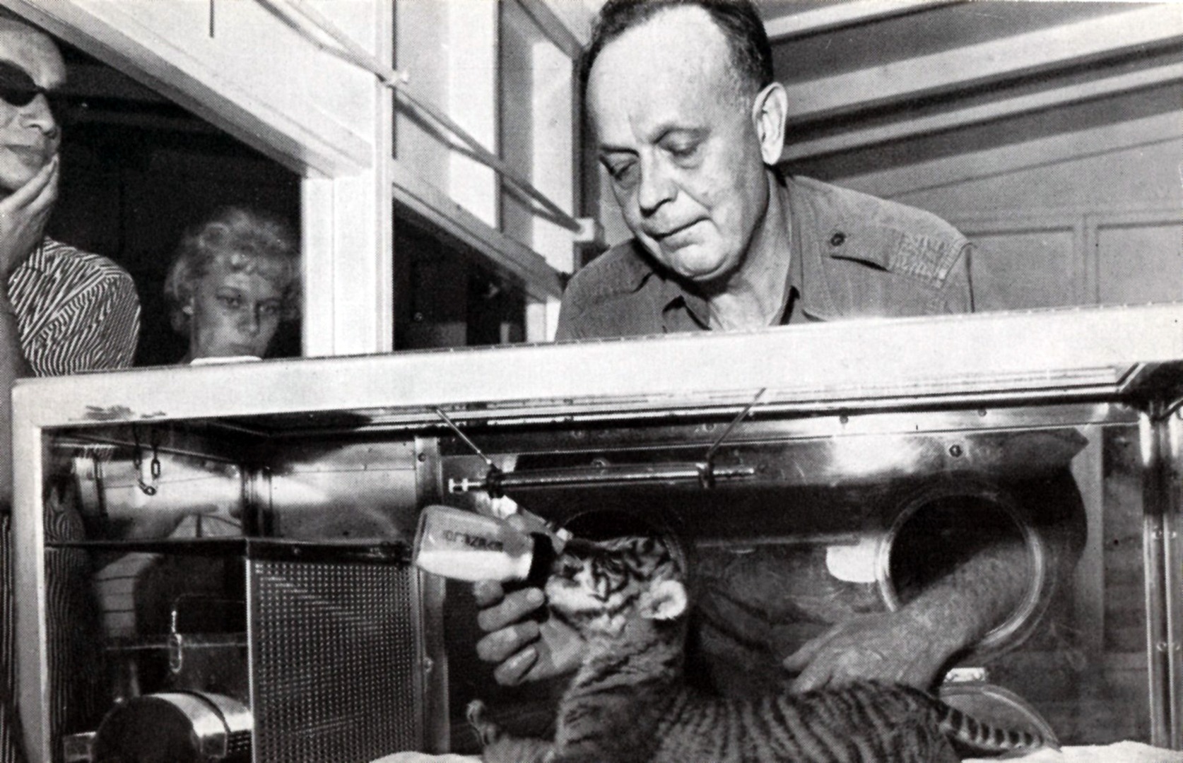 Animal keeper Richard Richert feeds tiger in zoo nursery