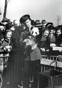 Brookfield Zoo Panda Su Lin
