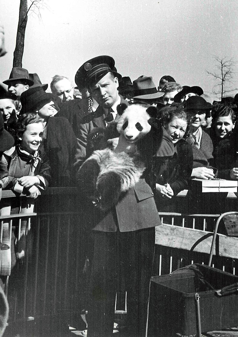 Brookfield Zoo Panda Su Lin