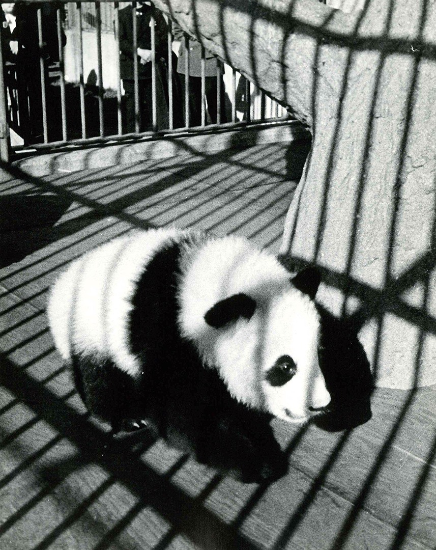 Brookfield Zoo Panda Su Lin